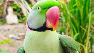 Indian ringneck parrot natural sound🥰mummy papa bolne wala mittu🤩 talking parrot Mithu 💯Tote ki awaz
