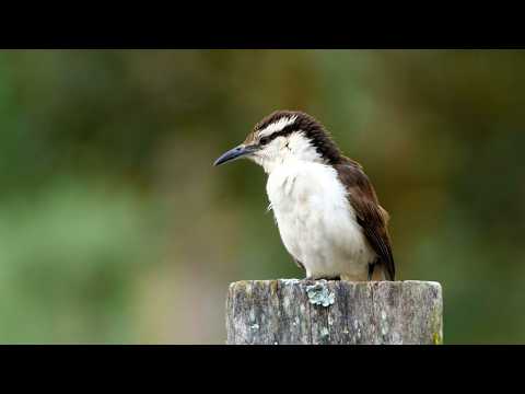 Bicoloured Wren Sound