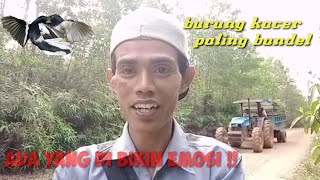 Download lagu SUPER BANDEL‼️mikat burung kacer paling gokil se-Kalsel.. mp3