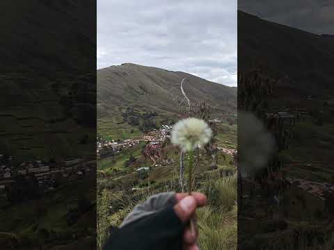 Ayapíteg, distrito de Chavinillo, provincia de Yarowilca (región Huánuco).