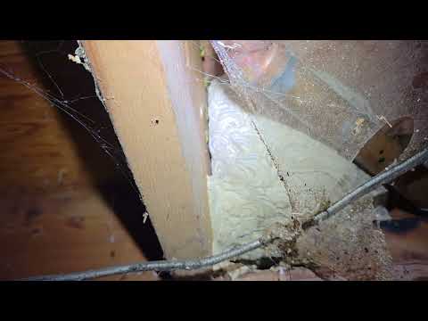 Large Yellow Jacket Nest Found in the Basement in Allenwood, NJ