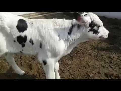 download lagu mp3 mp4 Baby Cow Price, download lagu Baby Cow Price gratis, unduh video klip Baby Cow Price