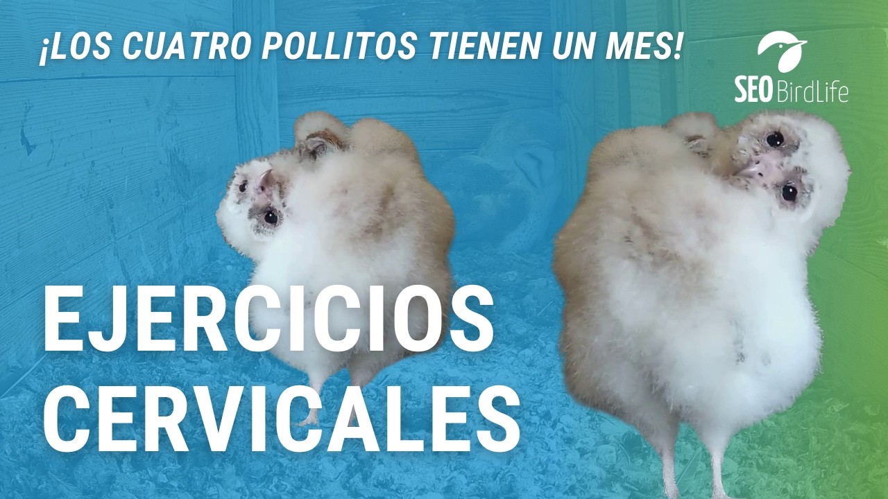 EJERCITANDO LAS CERVICALES 🦉🦉🦉🦉 · Lechuza común · Parque Nacional de Cabañeros
