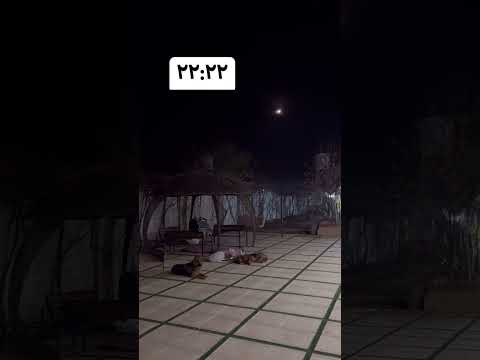 22:22 PM Moon Night Dog Perro de la noche de luna Cão da Noite da Lua Moon Night Dog moon dog perro