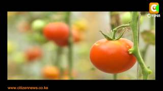Smart Farm: Tomato Farming
