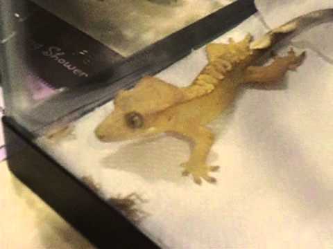 Baby Gecko eating crickets