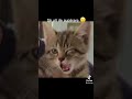 Tiktok Moldova Cats Muzik