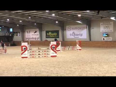 Antenor (Emir R x Quidam de Revel) 2021/02/26 HZO Leszno- 90 cm I SPRZEDANY / SOLD