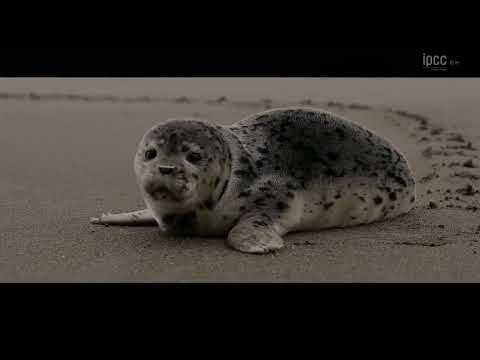 Climate Change 2022: Impacts, Adaptation and Vulnerability