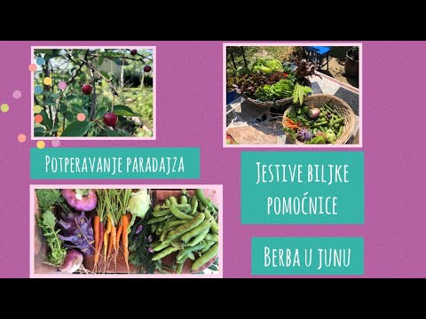 Madre u avliji | Plastenik - džungla (loboda, borač, latifica)