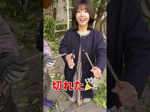 庭のイボタノキの生垣 - 植え付けのヒント、剪定、メンテナンス  庭園