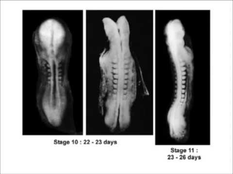 Embryology in the Qur'an:  Description of the embryo as being "chewed-like"