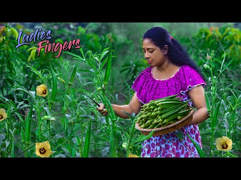 Plats de doigts de dames  préparés par une fille du village et son frère. Émission de cuisine de