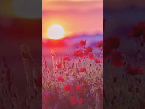 nature love whatsapp status flower 🌹💐 #nature love song swasthika official please like and subscribe