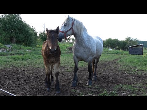 Caii lui Pufi de la Gilau, Cluj 2020 Nou!