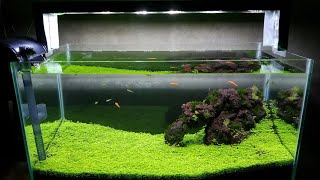 Download lagu Tutorial How to Plant Carpet Seed The Easiest mp3