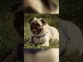 Will Dino DEVOUR The Dog Or The Treats