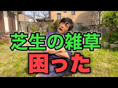 芝生の草取りはいつするの？夏の間ずっと美しい芝生を維持するにはどのような製品を使用する必要がありますか?  庭園