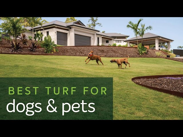 Great Northern Turf - Gumlow, QLD