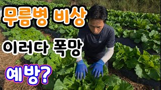 잎만 무성한 웃자란 김장배추 무름병 비상 예방법? 농캅스