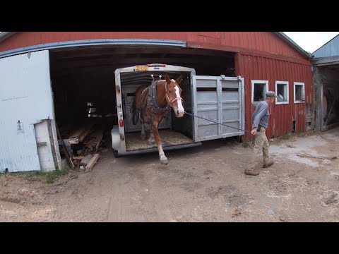 DRAFT HORSES: My Top 5 Feeding Practices