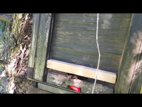 Роеловство. Продолжаю ловить рои #Роеловство #Пчеловодство #shorts