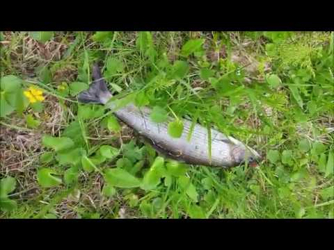 Vaellus lapissa Muotkatuntureilla 22-28.6.2020; Hanhipää, Kuarvikozza,  Piekanaäytsi, Peltoaivi