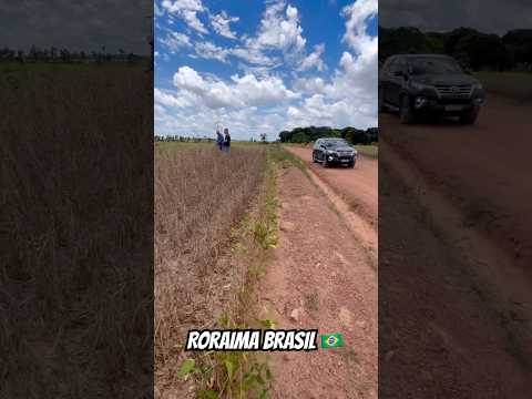 Soja em Amajari, Roraima vejam só o potencial #roraima #agro #sojaroraima #safra #fazenda #soja