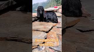 Download lagu #memna #lamb #on roof #HPD mp3