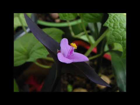 As Flores desse lugar -  #15 -Madrinha Baixinha