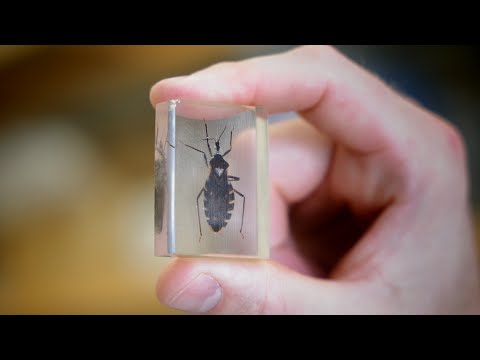 The Kissing Bug video