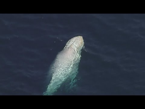 オーストラリア沖で捕獲された希少なシロナガスクジラの美しい映像 (Beautiful footage of rare white whale captured off Australia coast)