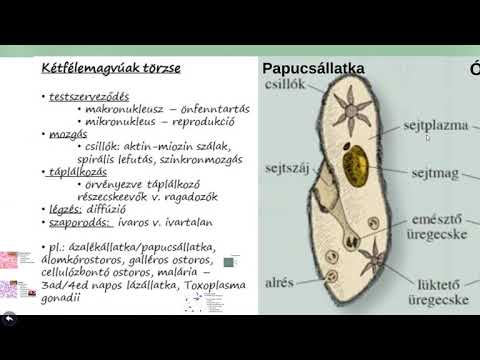 édesvízi vízi élőlények trematodes parazitáinak metacercariae)