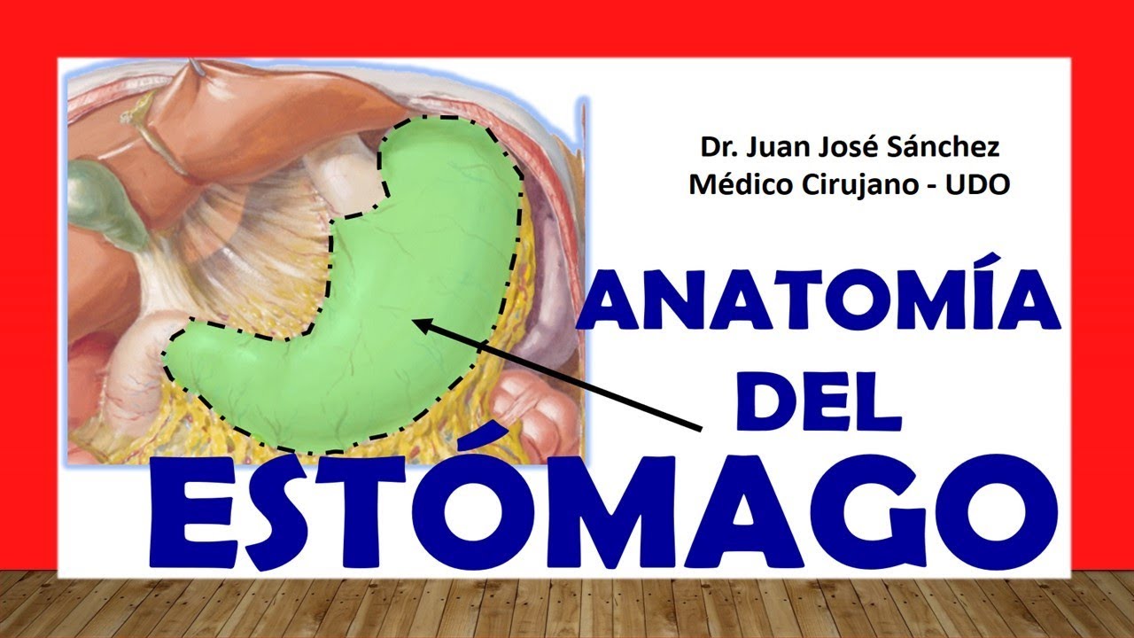 🥇 Anatomy of the STOMACH. Easy, Quick and Simple
