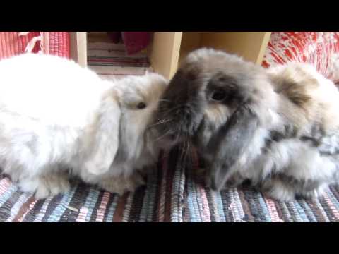 Kaninchen (22.07.15)  05  Douglas  5. Geburtstag