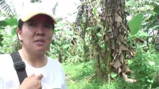 preview picture of video 'more trees フィリピンでの植林プロジェクト　Reforestation Project in Philippines'