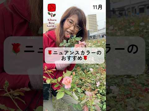 バラの茂みにあるヒルガオを自然に取り除く方法は？この 4 つの動作が彼の最大の敵です。  庭園