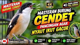Download lagu cendet gacor FULL EMOSI MATERI KASAR untuk PANCINGAN CENDET AGAR BUNYI jadikan BURUNG PENTET GACOR mp3