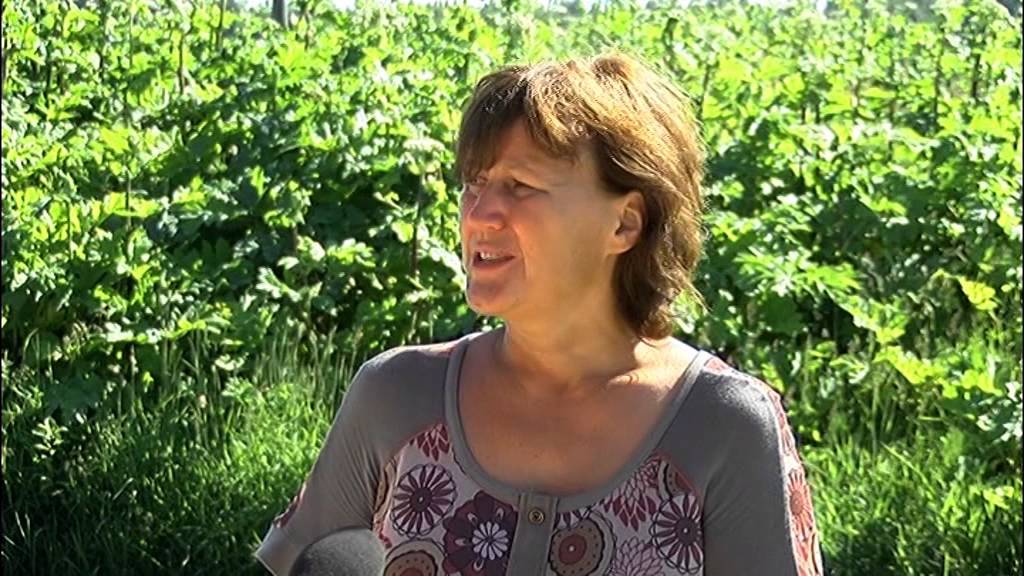 Latvāņu ierobežošanas pasākumi Siguldas novadā