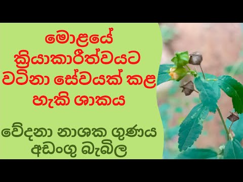 මොළයේ ක්‍රියාකාරීත්වයට වටිනා සේවයක් කළ හැකි ශාකය වේදනා නාශක ගුණය අඩංගු බැබිල babila sakaya