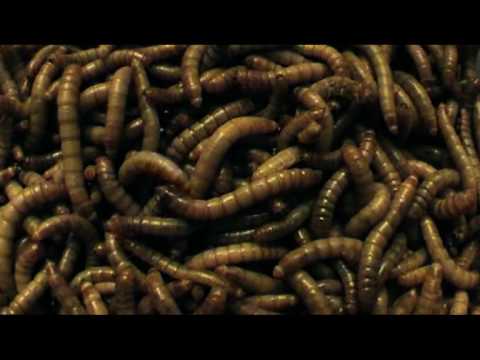 Mr187 & Mike Mendez - Frankie der sich Steine kocht-(Todesstrafe Rap-2009)