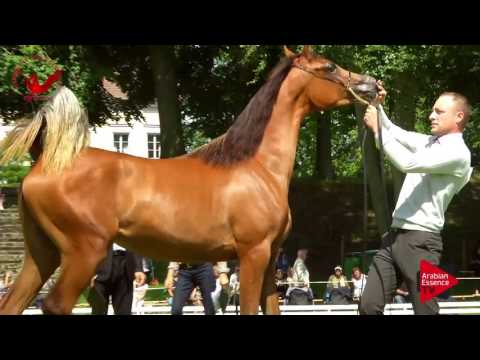 N.72 TINKER BELLA SH - Scandinavian Open Championship 2017 - Yearling Fillies (Class 4B)