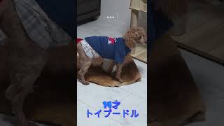 【ペット】🐾 老犬との暮らし#イヌ