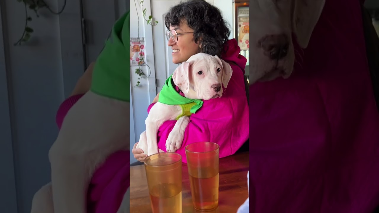 Enlarge Baby Millie!, a ADOPTABLE mixed breed in Saugerties, NY video 2/6