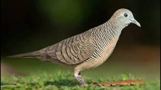 Download lagu Nada dering perkutut Bangkok keren mp3 Download lagu Nada dering perkutut Bangkok keren mp3