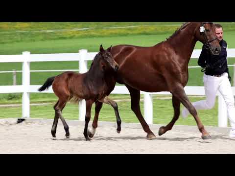 Schmitt, Franklin-Belissimo M -Donnerhall