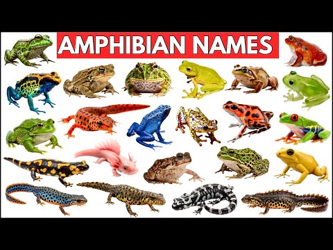 Amphibian Names | Amphibians for Kids| Types of Amphibians and Facts for Kids  Frogs and Salamanders