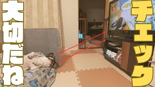 動画をチェックするフレブル🐶