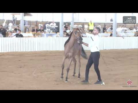 N 4 TULIP MH   Israel Breeders' Show 2023   Futurity Fillys Class A Class 1