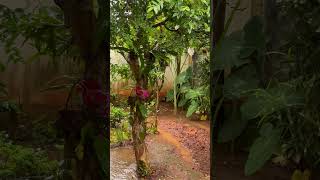 Som de Chuva e Goteiras ! Muito Relaxante !  #chuvaparadormir #somdechuva #rain